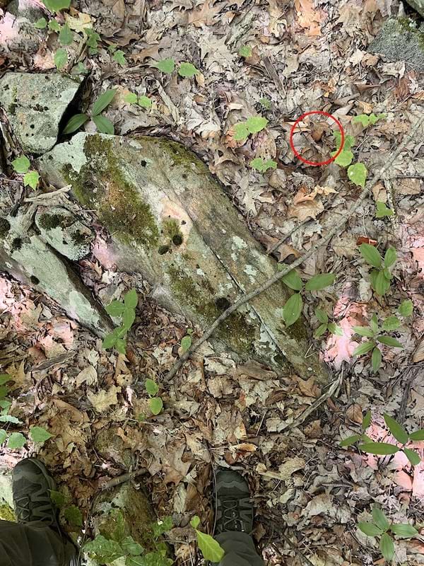 Un sol de feuilles mortes où se cachent un serpent entouré d'un cercle rouge
