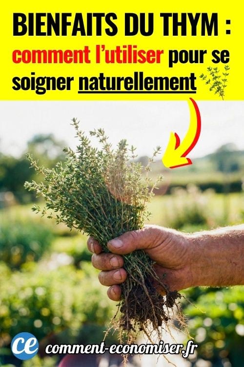 gros plan d'une main qui tient un bouquet de thym bien frais, arrière-plan extérieur lumineux