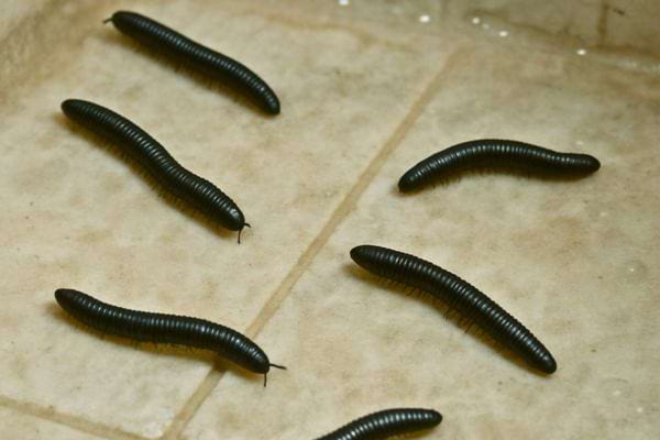groupe de vers noirs deplaces sur un carrelage clair.
