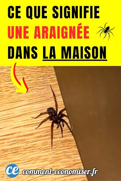 Une araignée sur le parquet de la maison