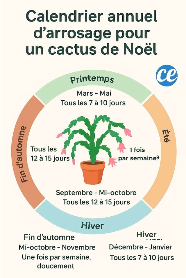 Calendrier d'arrosage d'un cactus de Noël