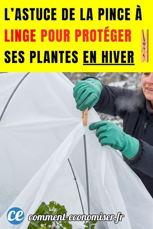une pince à linge pour protéger les plantes pendant le gel
