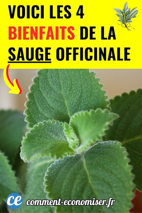 Les bienfaits de la sauge officinale pour la sant&eacute;