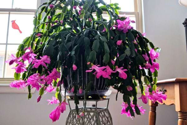 plante suspendue avec longues tiges vertes et fleurs roses vives placee devant une fenetre lumineuse