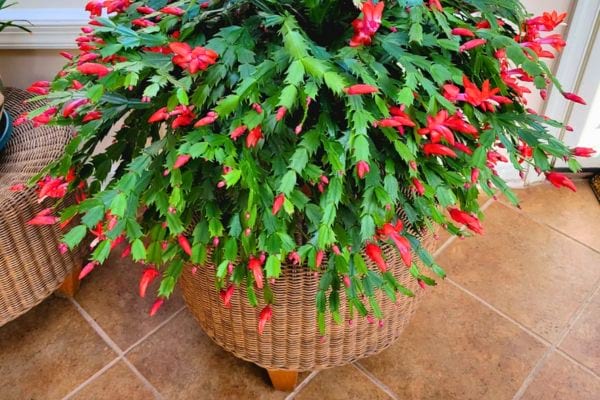 grand cactus de noel tres fourni avec feuilles vertes et fleurs rouges abondantes pose sur un sol interieur