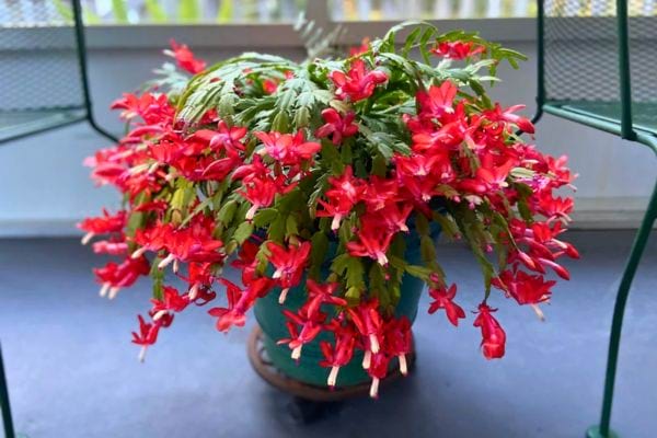 plante en pot ronde avec feuillage dense et nombreuses fleurs rouges eclatantes sur une terrasse ou balcon