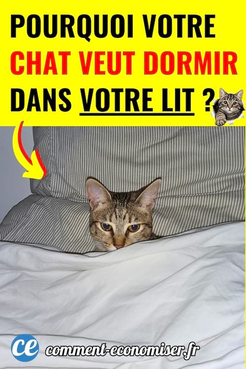 Un chat qui dort dans un lit sous la couette