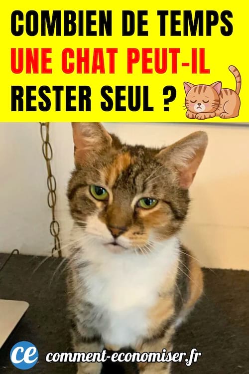 Un chat qui reste seul &agrave; la maison