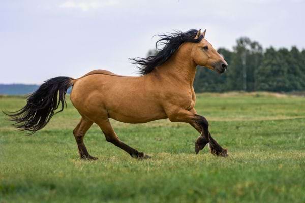 Un cheval marron court librement dans une grande prairie sous un ciel degage.