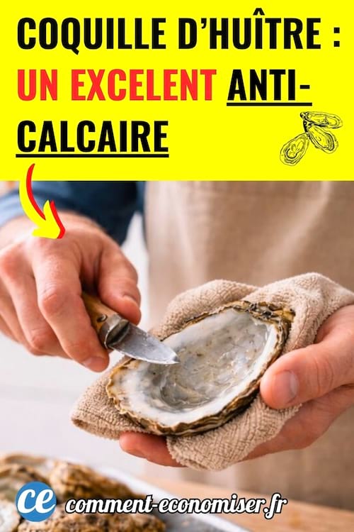Une coquille d'hu&icirc;tre pour enlever le calcaire &agrave; la maison
