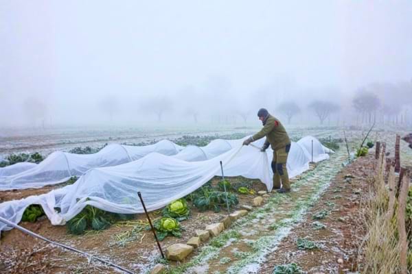 Photo réelle d’un potager en hiver, voiles d’hivernage partiellement envolés