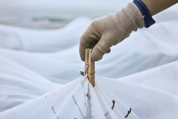 Photo réelle d’une main fixant une voile d’hivernage autour d’un arbuste avec une pince à linge