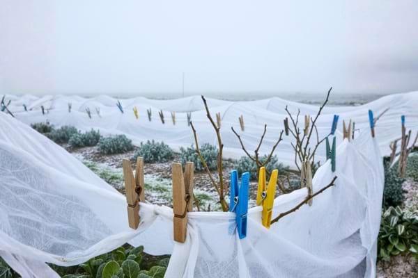 Photo réelle de plusieurs pinces à linge (bois et plastique) fixant un voile d’hivernage