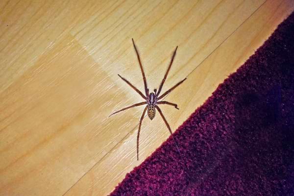 Une araignée près d'un tapis