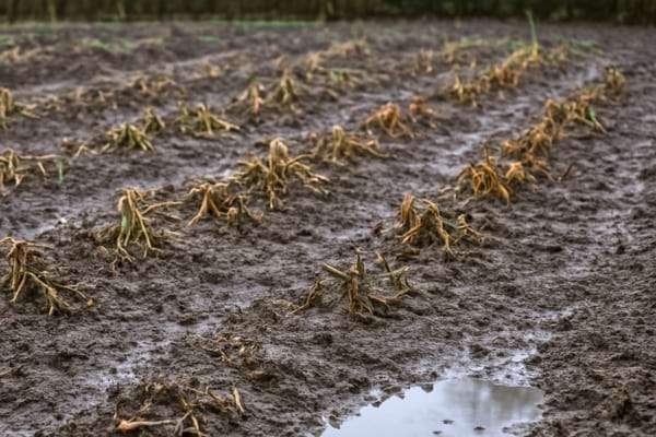 potager en hiver, sol nu compact&eacute; avec cro&ucirc;te de battance, petites flaques apr&egrave;s la pluie