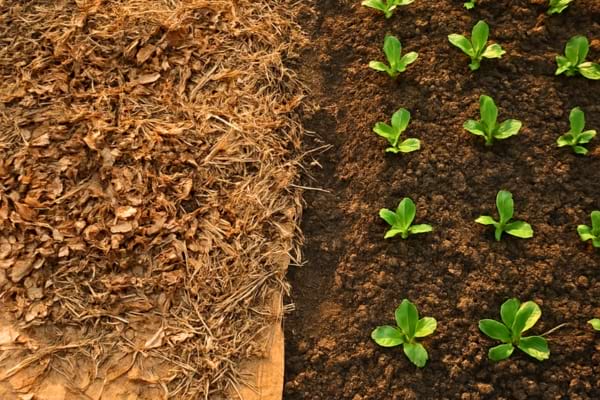 parcelle de potager avec carton au sol et par-dessus une couche de feuilles mortes et paille,