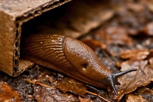limace sous le bord d&rsquo;un carton humide au potager, feuilles mortes autour