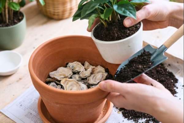 Pot de plante d’intérieur sur table, on voit une couche de gros morceaux de coquilles d’huîtres