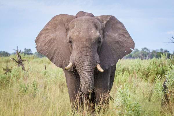Elephant adulte avance dans une savane verdoyante avec grandes oreilles deployeees et defenses visibles.