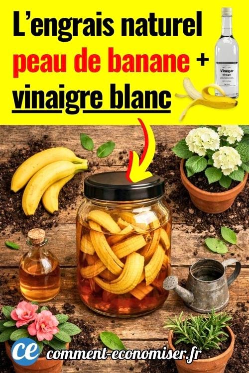 Bocal avec des peaux de bananes dans du vinaigre, entouré de bananes fraîches et plantes vertes sur une table en bois
