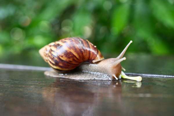 Un escargot avance lentement sur une surface mouillee avec un fond vegetal vert flou en arriere plan.