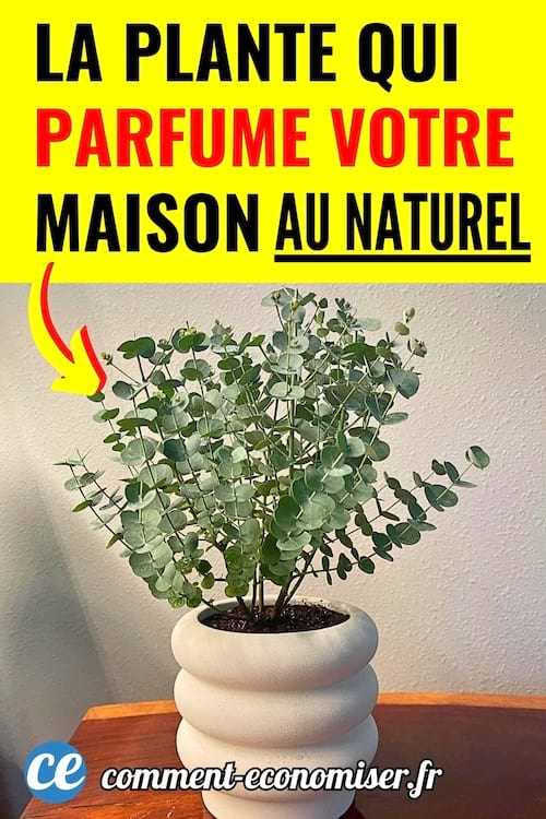 l’eucalyptus qui parfume la maison à l'intérieur