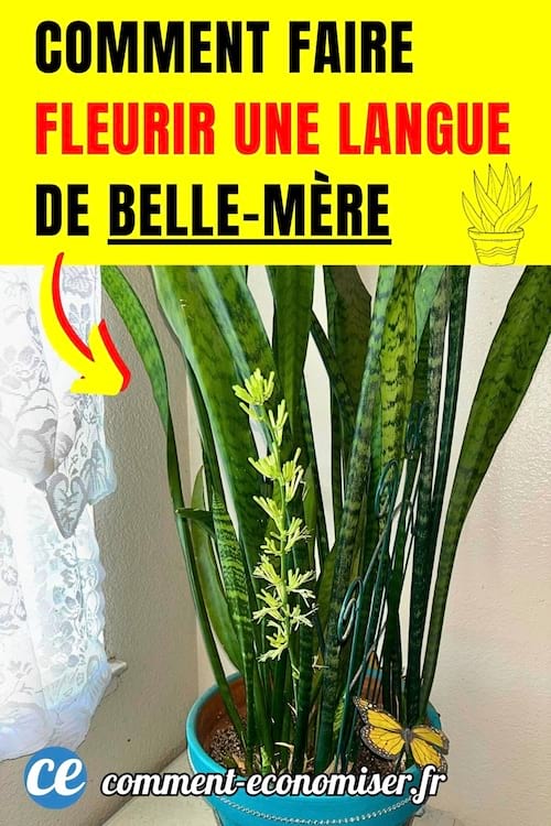 une langue de belle-mère en fleurs