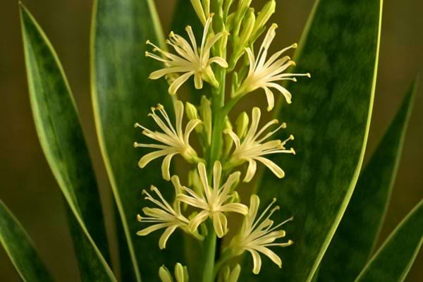 Gros plan sur les fleurs blanches de la sansevieria, entourées de feuilles longues et vertes.