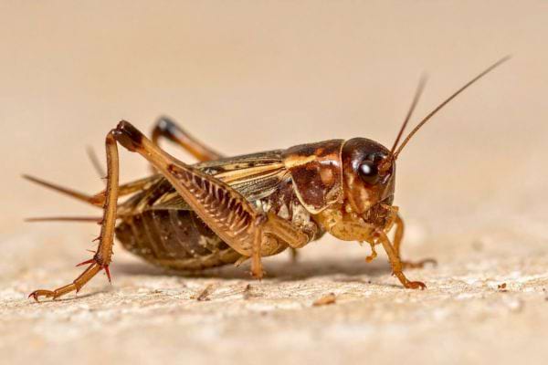 Gros plan d une sauterelle brune posee sur une surface claire montrant ses pattes antennes et details du corps.