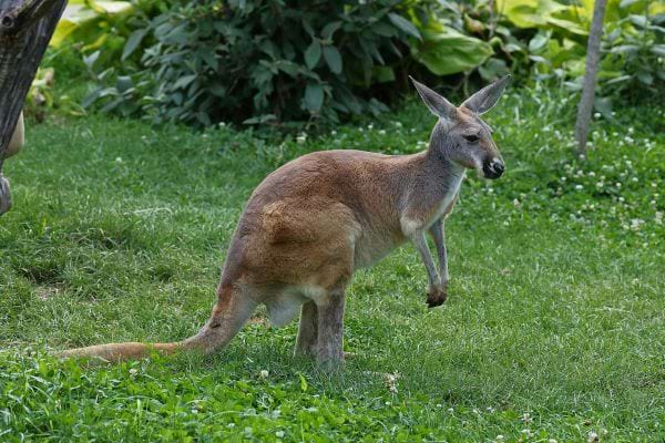 Un kangourou se tient debout dans une prairie verdoyante avec des arbres et buissons en arriere plan.