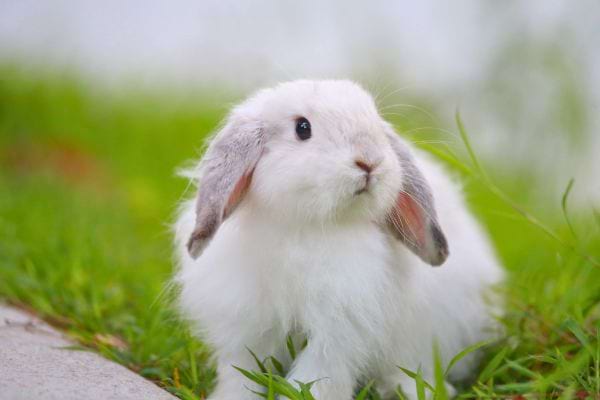Un petit lapin blanc aux oreilles tombees est assis dans l herbe verte en exterieur.