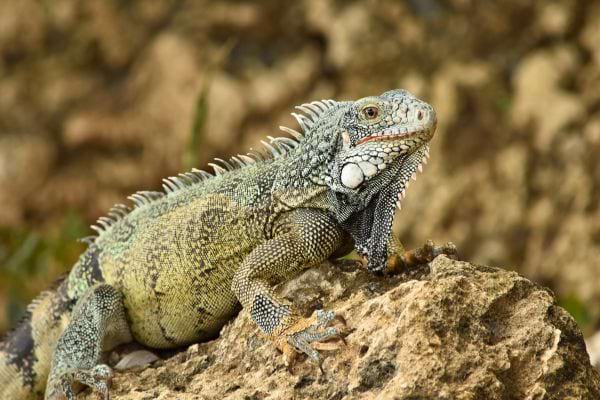 Iguane vert et gris allonge sur un rocher au soleil avec une texture ecailleuse bien visible.