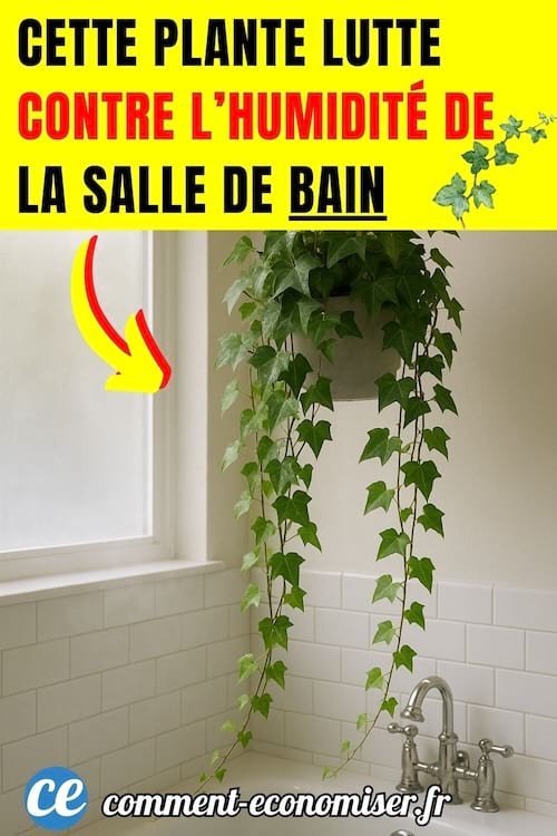 du lierre d'intérieur dans une salle de bain humide pour limiter le développement des moisissures