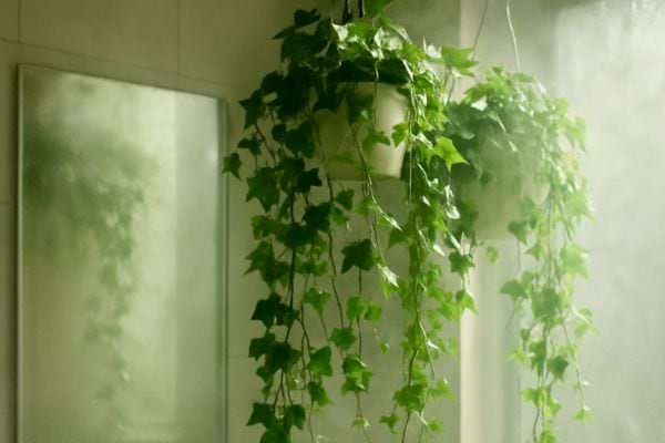 Lierre suspendu pres d’un miroir embué dans une salle de bain chaude et humide.