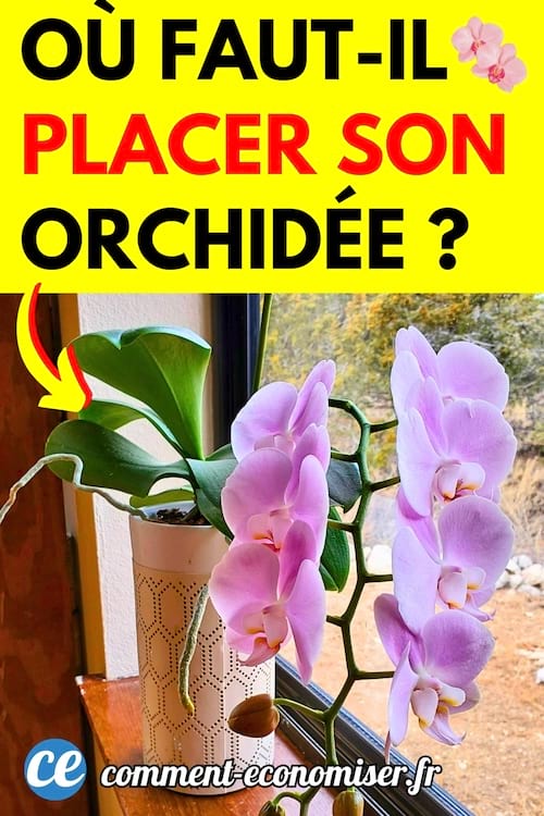 Une orchid&eacute;e rose qui est bien plac&eacute;e dans la maison pr&egrave;s de la fen&ecirc;tre