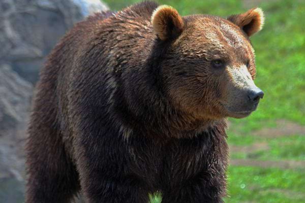 Un ours brun massif se tient debout dans un espace naturel verdoyant pres de rochers.