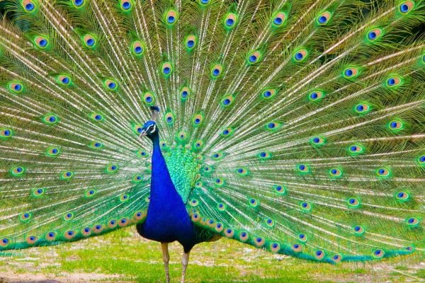 Un paon ouvre largement sa queue coloree en eventail montrant des plumes vertes et bleues aux motifs circulaires.