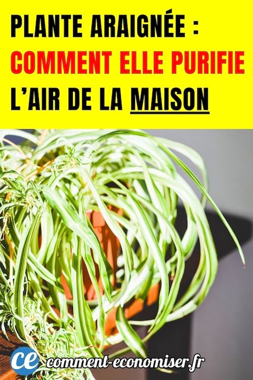 une plante araign&eacute;e dans une maison