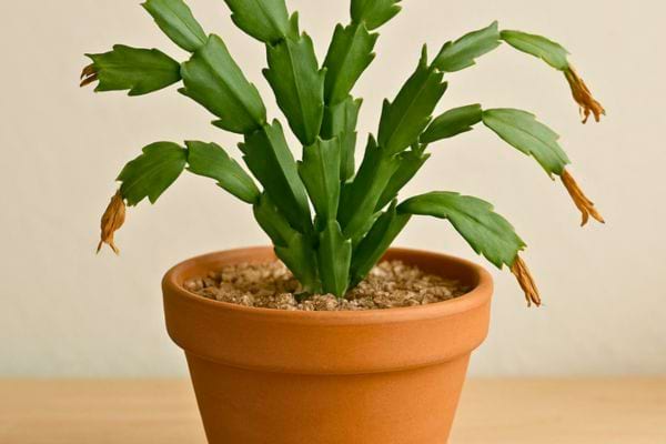 Un cactus de Noel dans un pot en terre cuite montre des tiges affaissees et des fleurs fanees.