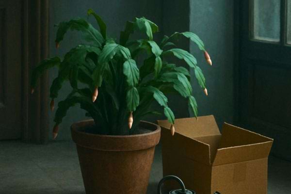 Un cactus de Noel pose dans une piece sombre presente quelques bourgeons et une boite en carton a proximite.