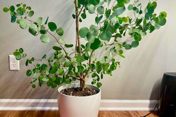 Plante eucalyptus en pot blanc placee au sol avec feuilles rondes vertes decorant un interieur lumineux
