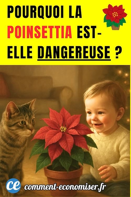 La plante POINSETTIA qui est &agrave; c&ocirc;t&eacute; d'un enfant et d'un chat