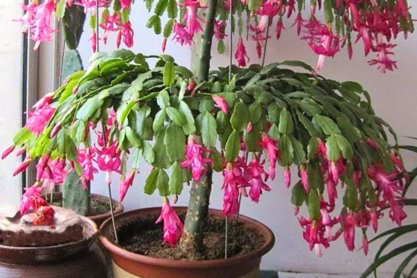 plante d interieur en pot avec longues tiges retombantes et nombreuses fleurs roses pendantes pres d une fenetre
