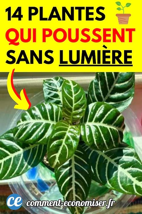 Une plante d'intérieur qui n'a pas besoin de lumière