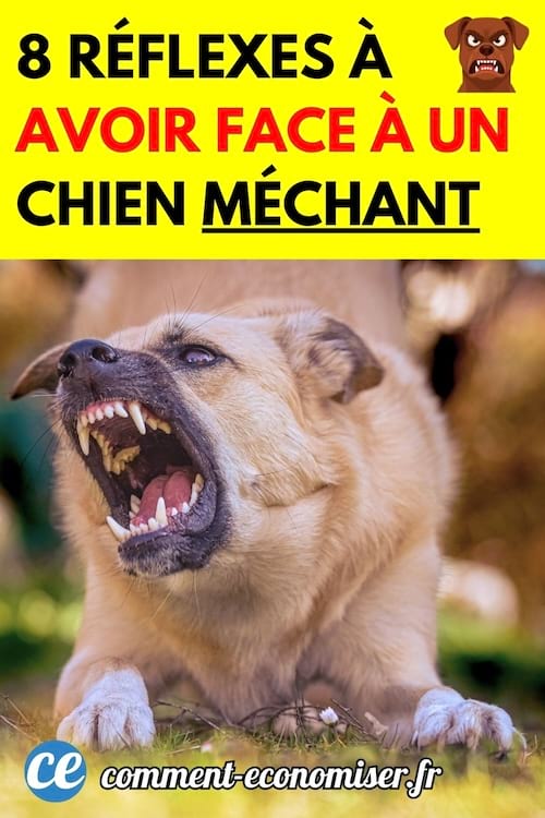 un chien m&eacute;chant qui montre les dents