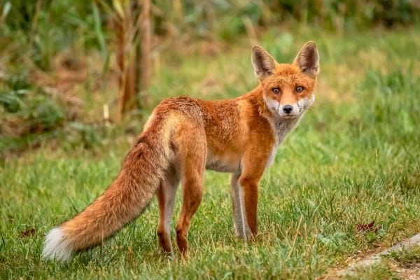 Un renard roux observe son environnement dans un champ herbeux avec une posture alerte.
