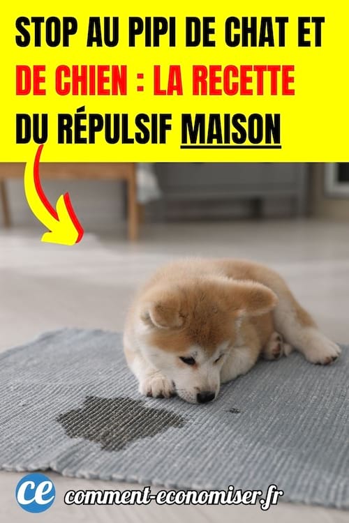 un chien qui a fait pipi sur le tapis