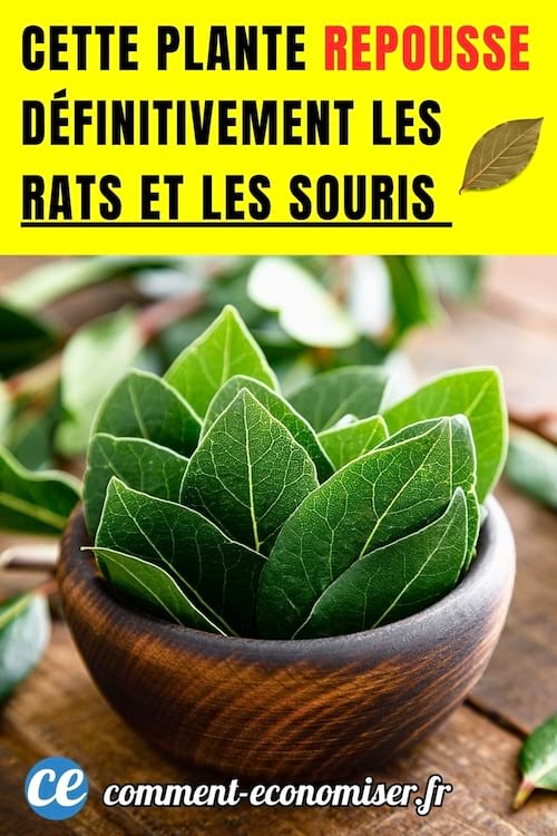 des feuilles de laurier sauce pour repousser les rats et les souris