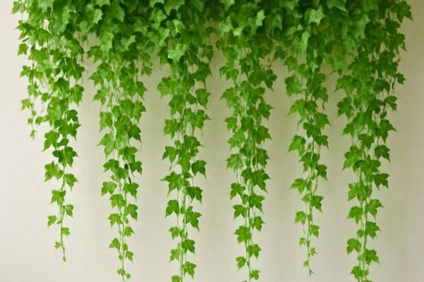 Longues tiges de lierre tombant en cascade sur un mur blanc au style decoratif.