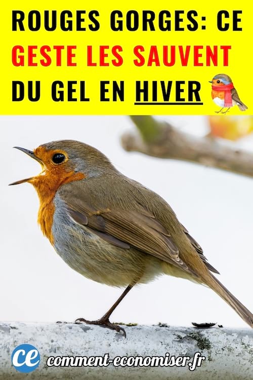 un rouge gorge en hiver sur une branche